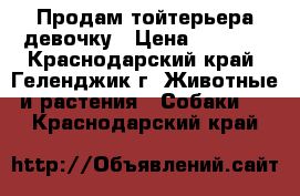 Продам тойтерьера девочку › Цена ­ 2 000 - Краснодарский край, Геленджик г. Животные и растения » Собаки   . Краснодарский край